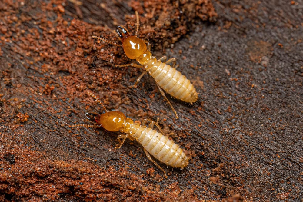 Termite Barrier bunbury
