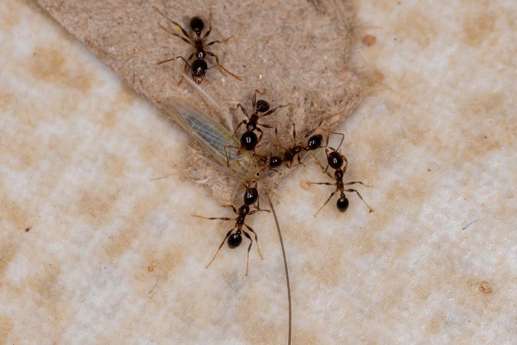 ant control bunbury