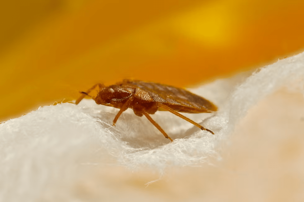 bed bug control bunbury