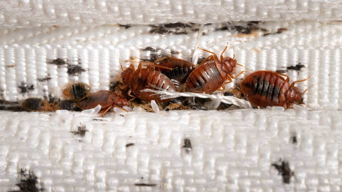 bed bug pest control bunbury