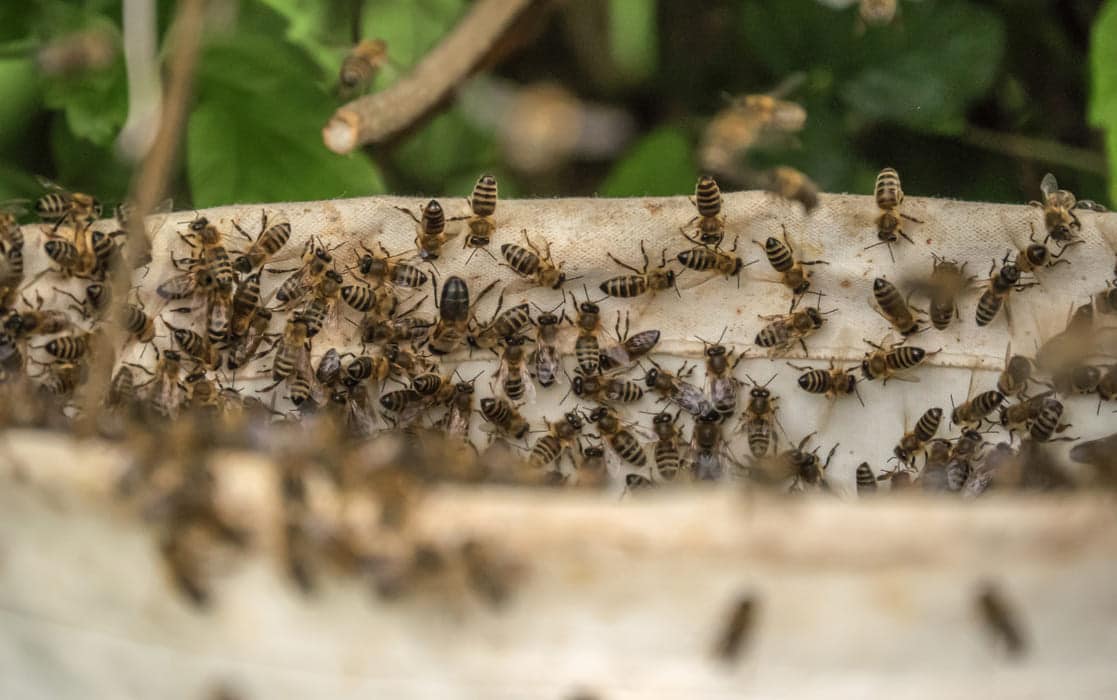 bee and wasp extermination bunbury