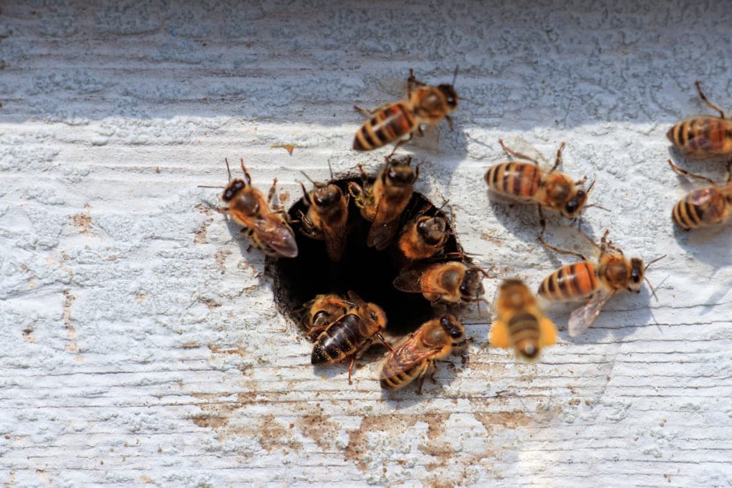 bee removal bunbury