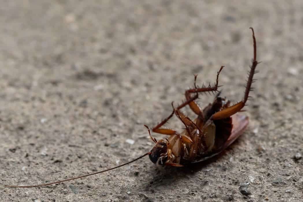 cockroach pest control bunbury