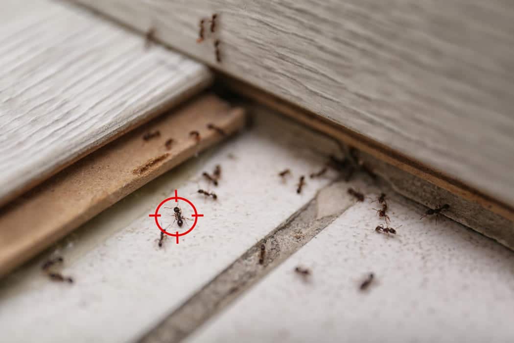 commercial pest control bunbury