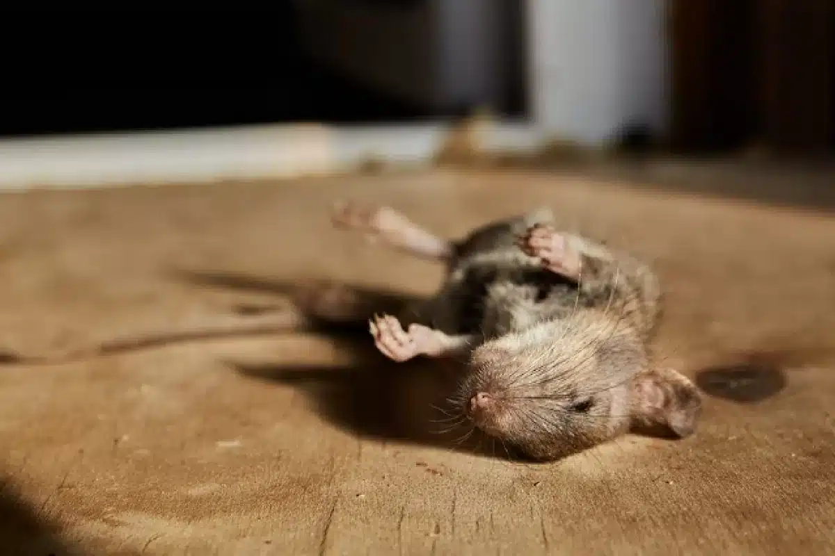 dead animal removal bunbury