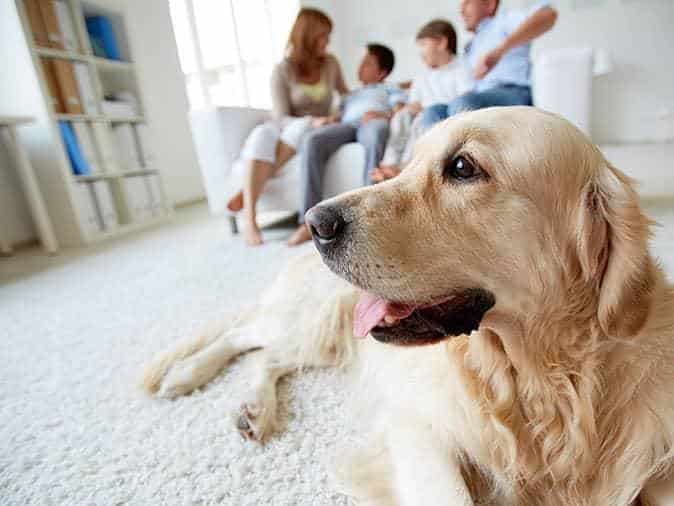 flea pest control bunbury