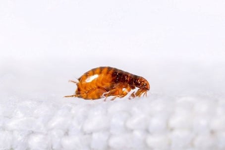 flea treatment bunbury