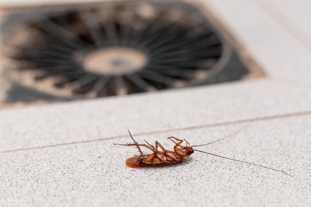 german cockroach bunbury