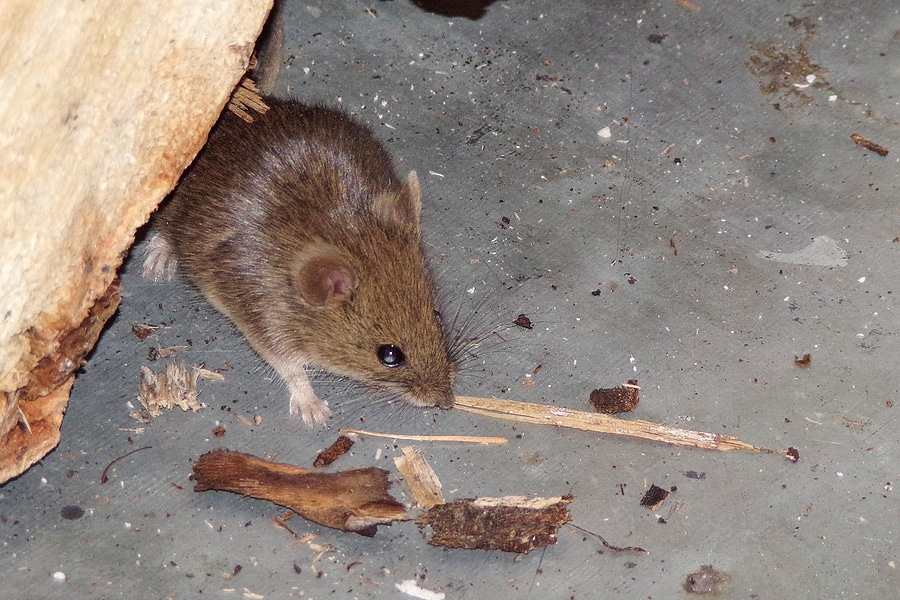 mice control bunbury