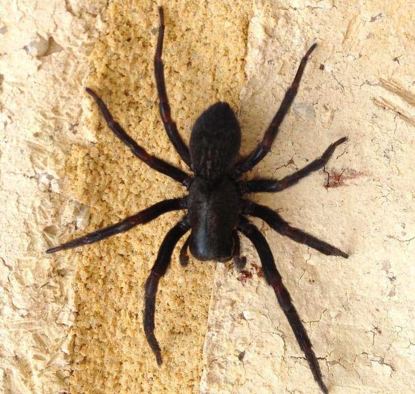 pest spray bunbury