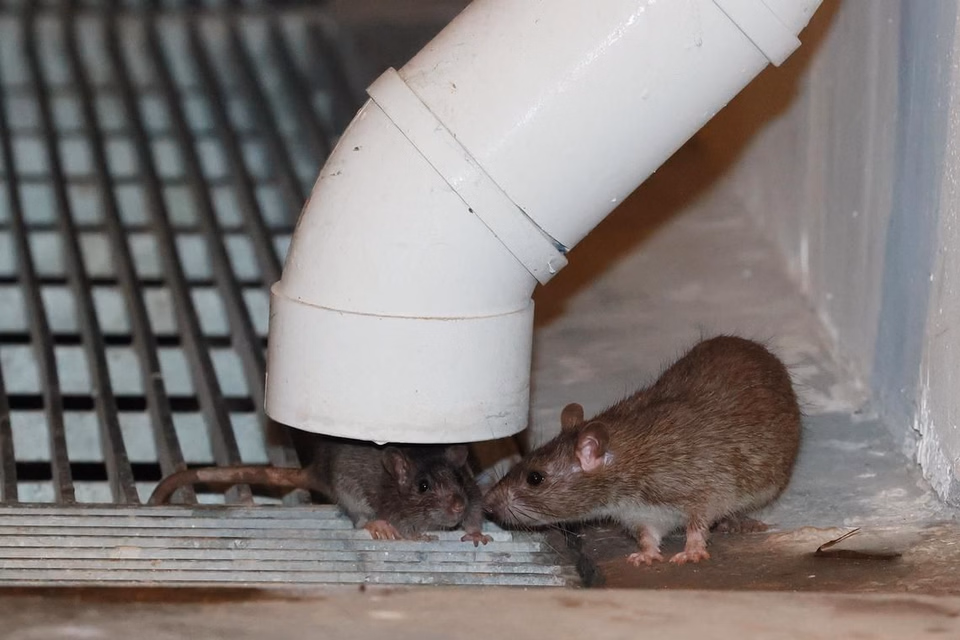 rat control bunbury