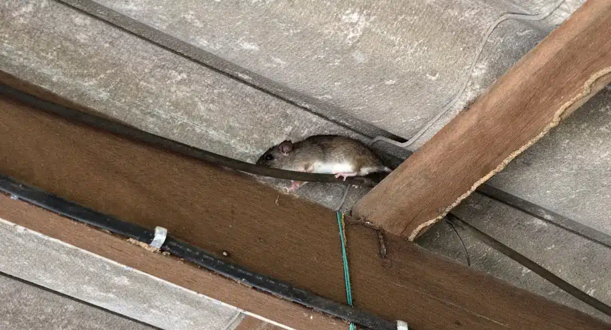 rat removal bunbury