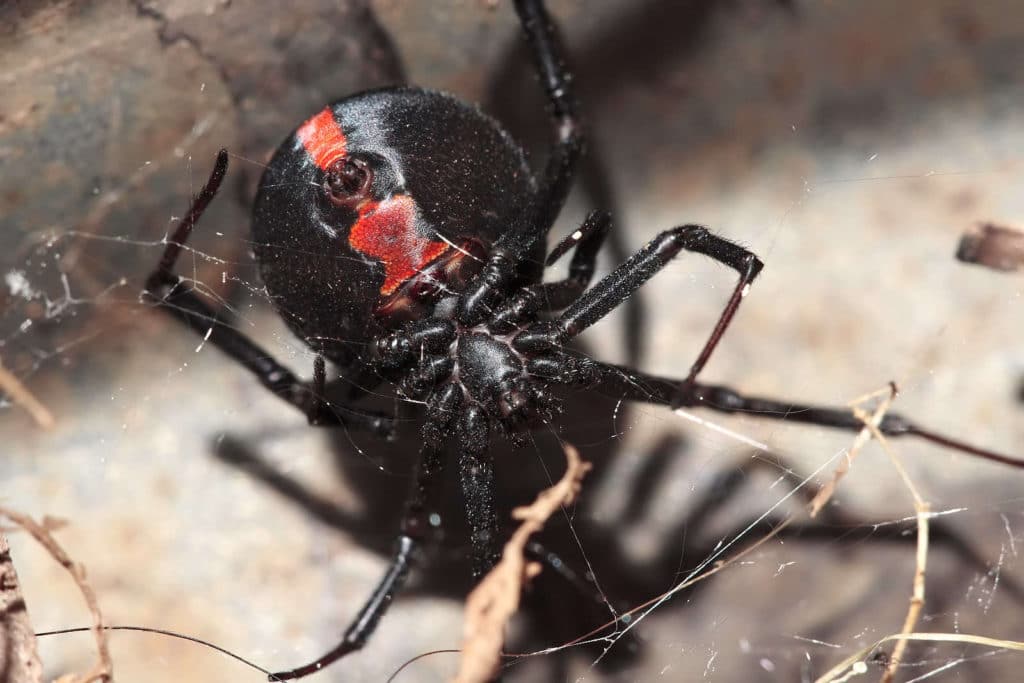 spider control bunbury