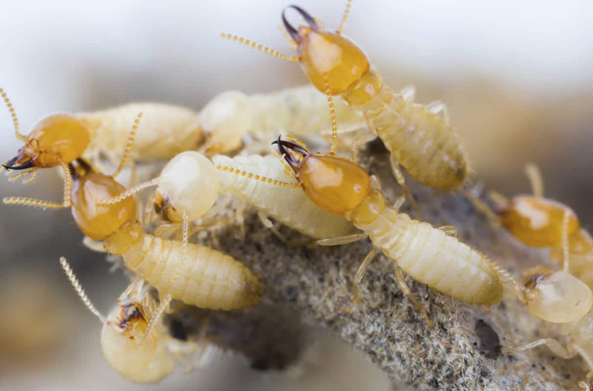 timber pest inspection bunbury
