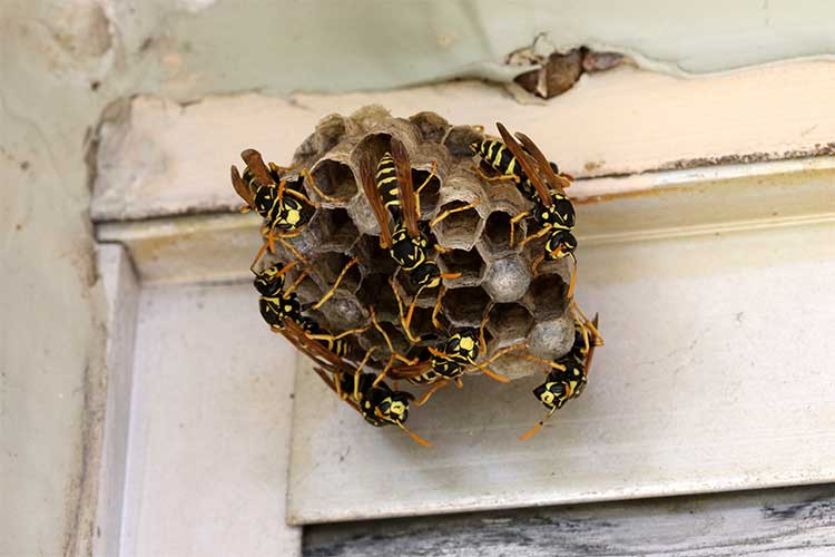 wasp nest removal bunbury