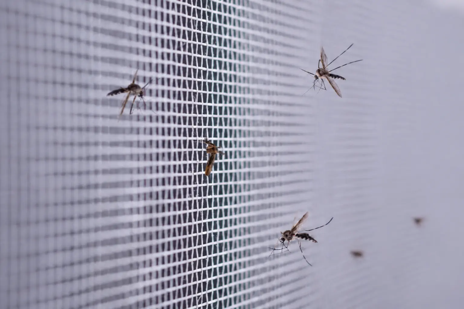 mandurah pest control